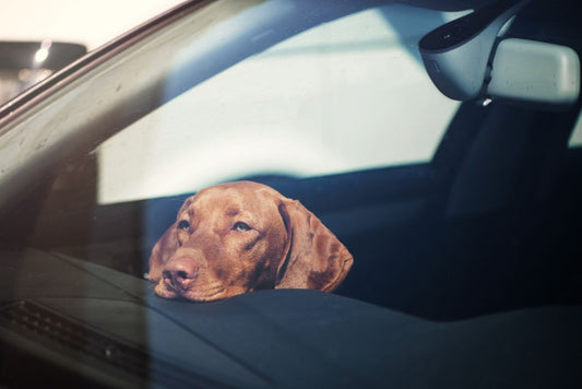 Hund sicher im Auto transportieren – Die wichtigsten Tipps